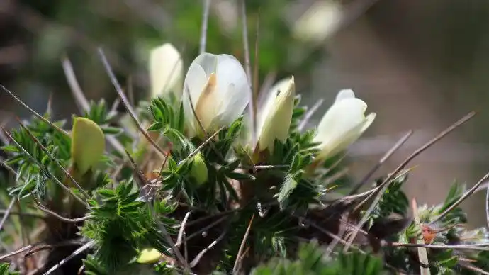 鬼箭锦鸡儿本草美图