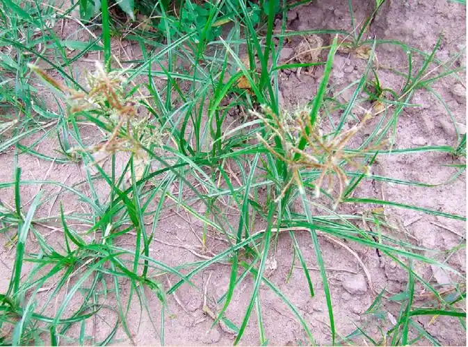 长江三峡中草药