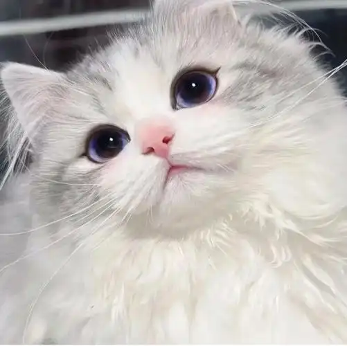 无水印的小奶猫头像拿时说一声