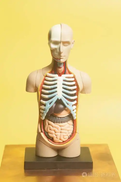 人体解剖模型