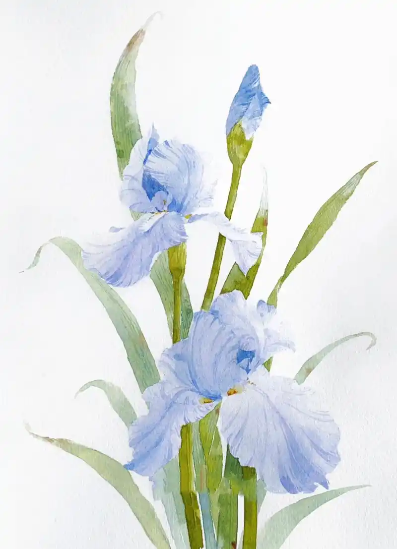 水彩花卉|温柔的鸢尾 一轮鸢尾花 春暮 色更白 	 笔:水自闲 纸:宝虹