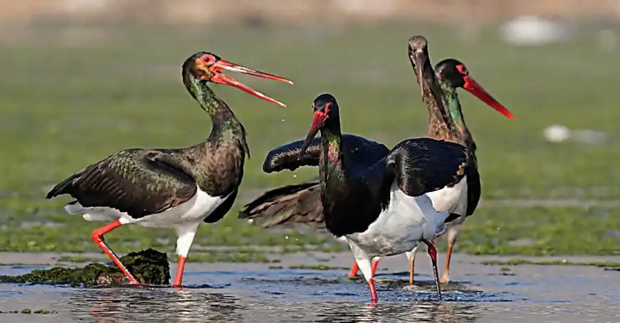湿地鸟类种类及分布特点_湖泊_水鸟_水禽