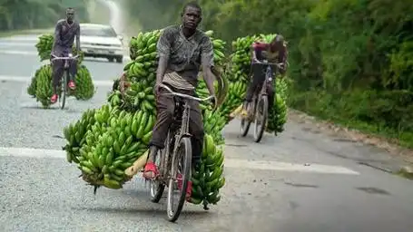 揭秘非洲香蕉运输过程,自行车百斤香蕉时速过百,奥德彪名不虚传