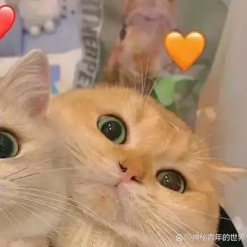 可爱小猫咪双人头像他来了