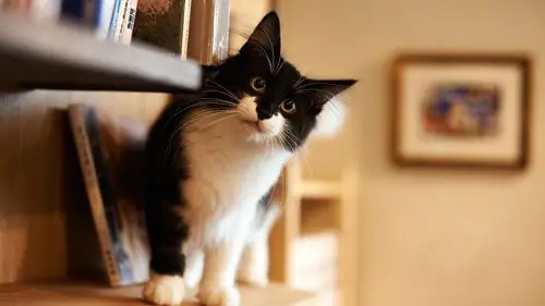 可爱的猫咪高清宽屏桌面壁纸