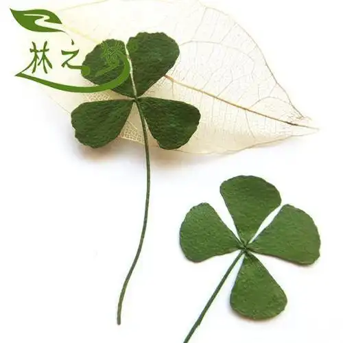 幸运四叶草头像微信