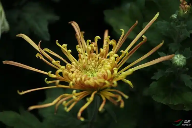 秋浓菊艳 - 植物花卉版 鸟网