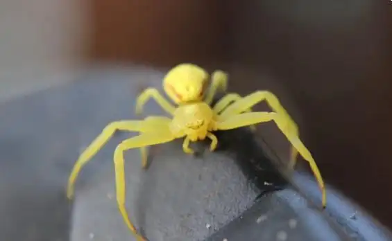 大部分的蜘蛛都是有毒的.不同种类之间的体形差别很大,大约在0.