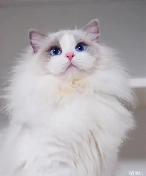 纯种布偶猫幼猫 赛级五粉满耳满背海双蓝双长毛 布偶幼猫上门可8折