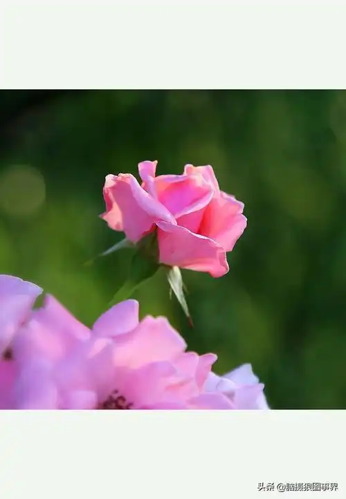 玫瑰花长什么样,玫瑰花的形状是什么(实拍20张玫瑰花照片)