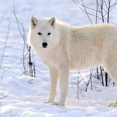 西域雪狼-老农- 全民k歌,ktv交友社区