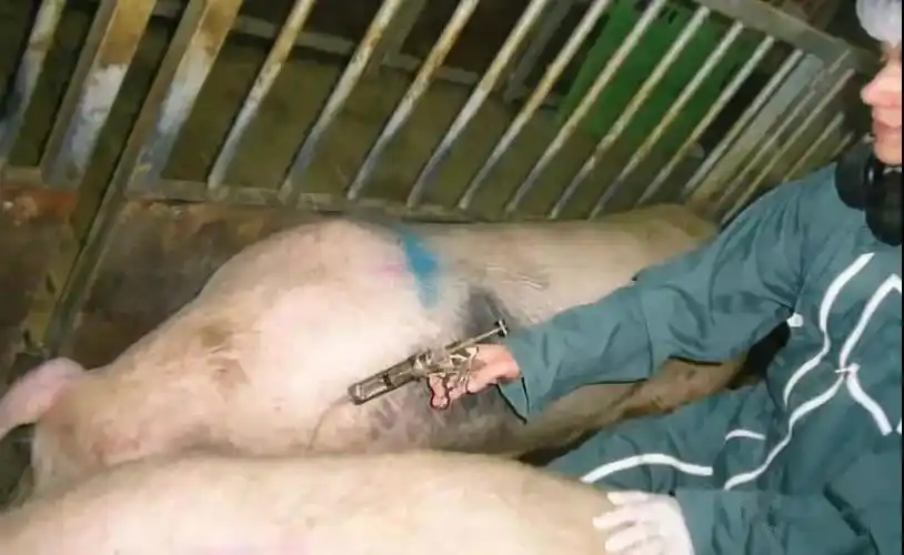 猪场正确的肌肉注射方法