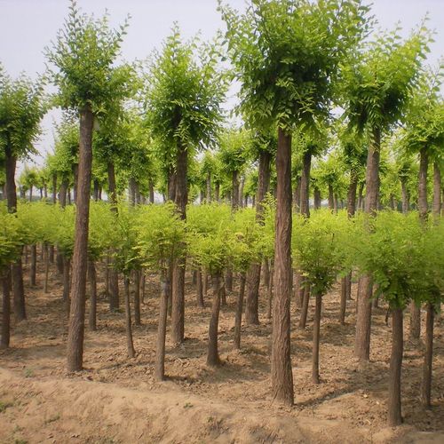 金叶榆树树苗中华速生行道树庭院工程绿化行道树
