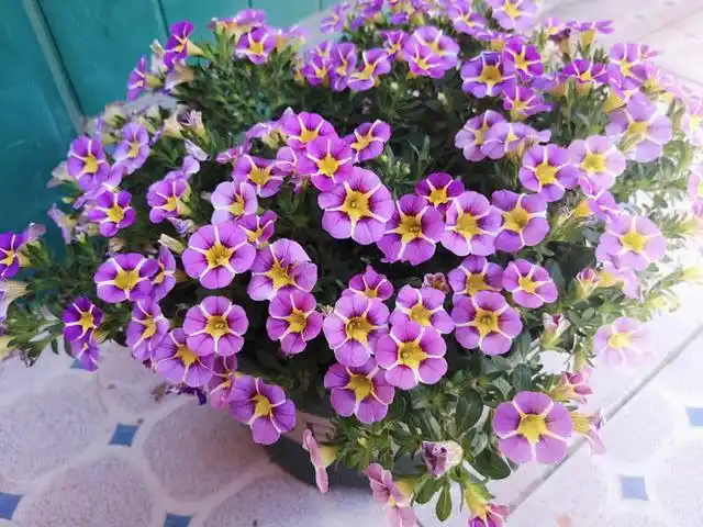 夏天一种爆盆的小花,名叫百万小铃,一盆花就是花海