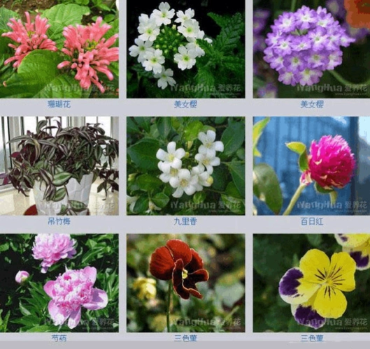 当前第4页) 你可能喜欢 花朵名称大全 花语大全 名大全 花朵名字大全