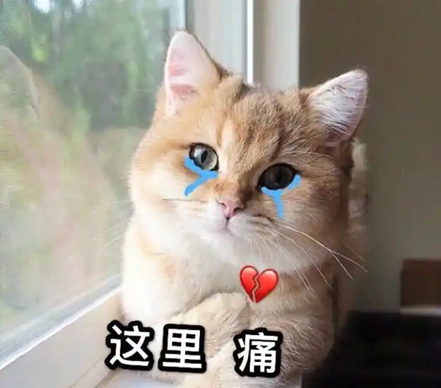 这里心痛猫咪表情包猫咪心痛这里表情