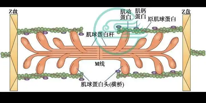 生理学肌细胞收缩横纹肌