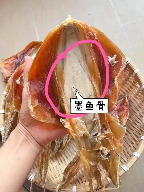 墨鱼骨是宝可入药不要再丢掉了
