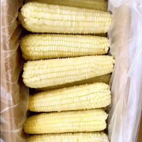 玉米棒批发整箱东北速冻粘黏甜冷冻白糯玉米非转基因大棒糯玉米