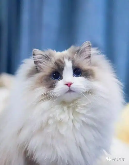 布偶猫的颜值有多高?