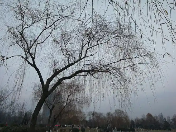 冬至那天龙源湖的柳树