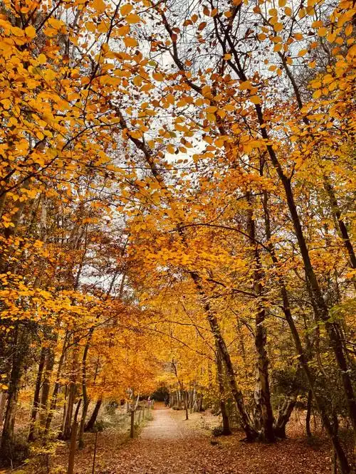 伦敦最美秋天自然保护区小众景点森林公园