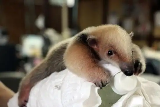 没想到食蚁兽宝宝可以这么萌!