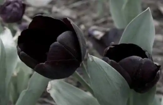 植物趣闻 为什么黑色花卉很少见?