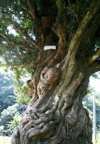 罗汉松明星图片