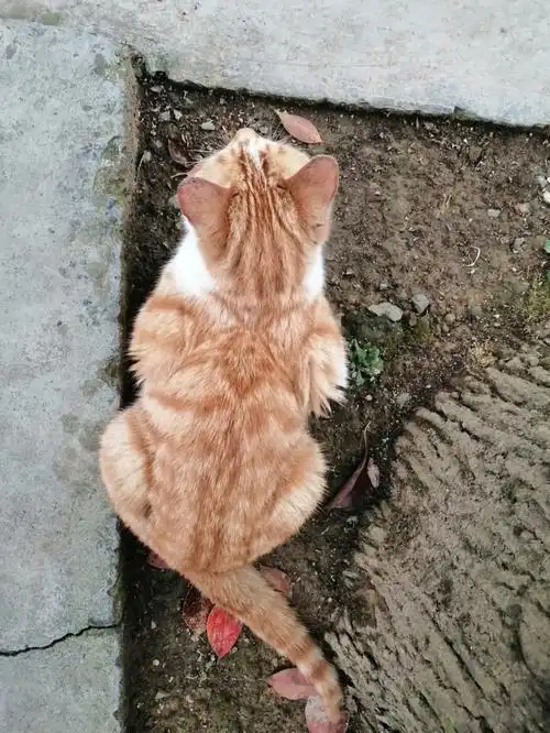 有的猫看起来是忧郁小王子,其实一身肌肉94