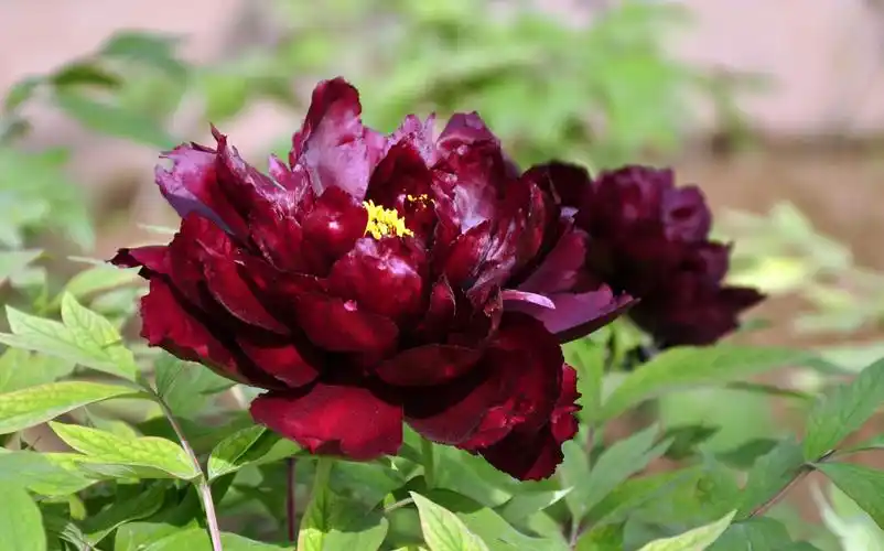 洛阳牡丹甲天下～神州牡丹园随拍