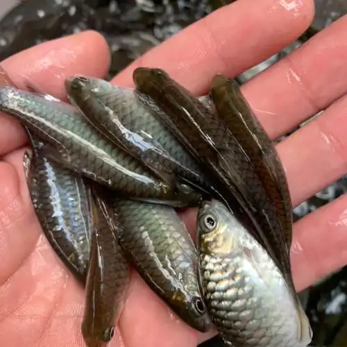 青鱼苗淡水养殖种苗鱼苗专业运输打包托运空远经验丰富