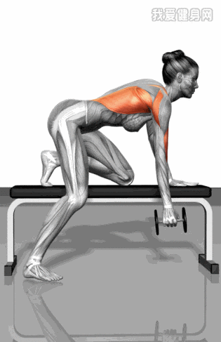 背肌背阔肌:【单臂哑铃划船】 - 背部锻炼 - [朗]健身潮人 - 这里聚集