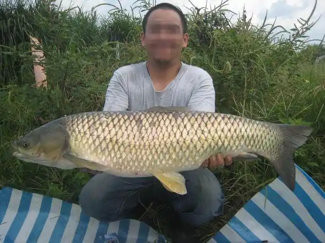 用牧草野钓大草鱼,最后一幕为钓鱼人点赞