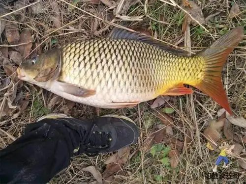 野钓鲤鱼五要素,掌握后臂力明显增长鱼护增大!