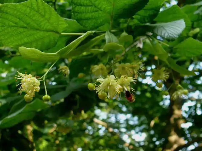 椴树小苗栽植养护-苗木价格-苗木批发-沭阳苗木基地-沭阳花木-长之鸿
