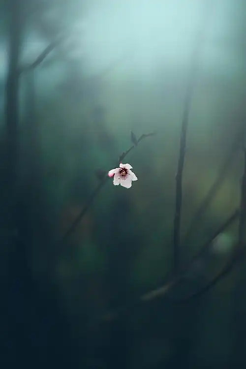 小清新 温暖 干净 安静 唯美 静物 物语 时光 花 清新淡雅 鸟语花香