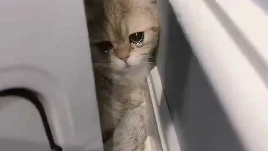 小猫躲在角落里哭泣