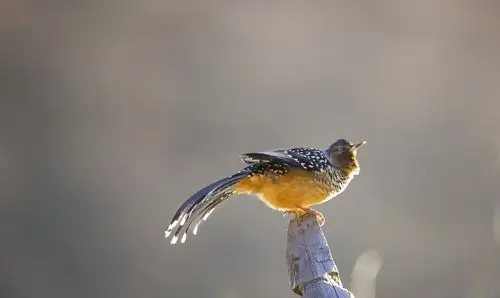 摄影艺术大师赵成福先生优秀作品鉴赏之二