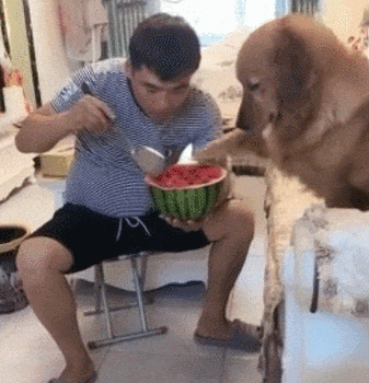 汪星人gif好气gif无奈gif