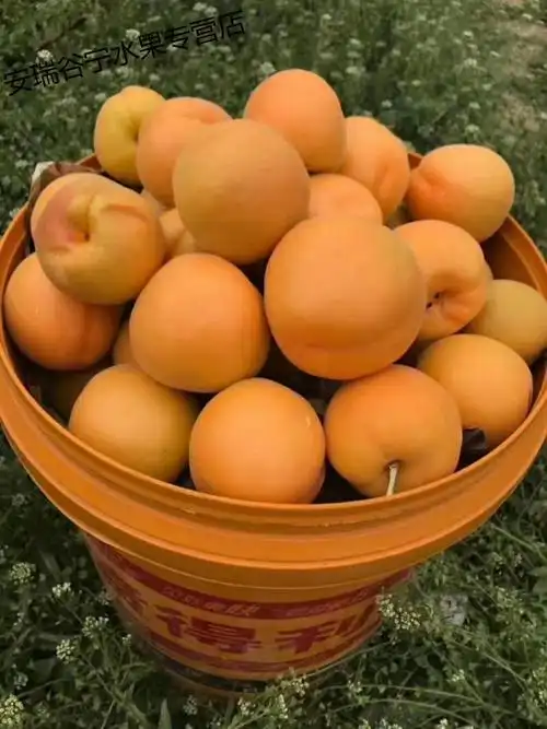 现货杏子水果大黄杏新鲜黄杏酸甜现摘现发2-10斤装 5斤大果(净重)