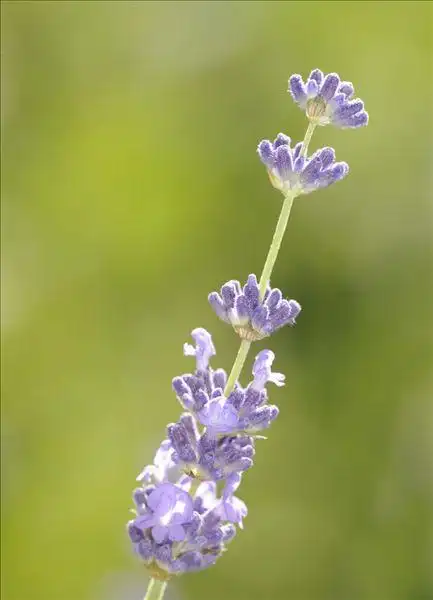 薰衣草,狭叶熏衣草