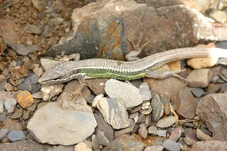 鉴定学名 雪山草蜥  takydromus hsuehshanensis lin and cheng, 1981
