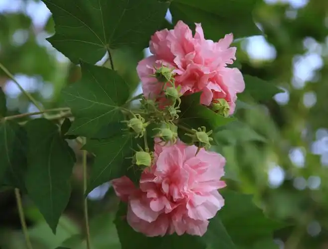 流花公园芙蓉洲芙蓉花盛开