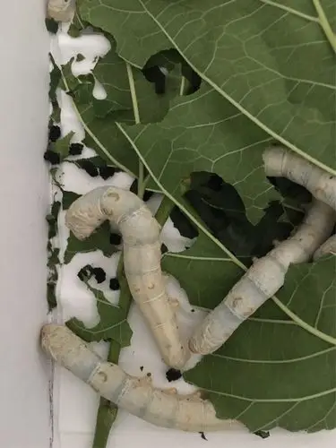 伴随着我们悉心的照顾和喂食,蚕宝宝一天一天地长大了,长成了白白