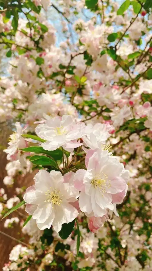 春天有哪些花盛开