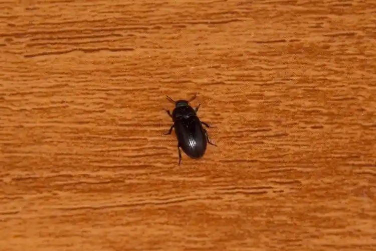 家中总会突然出现的一种黑虫子,经常是"六脚朝天"的样子.请问是什么?