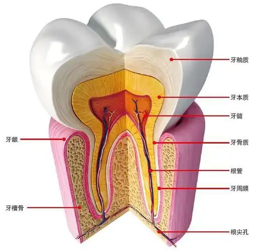 所以一般情况下做完根管治疗的牙齿还需要做一个牙套进行保护.