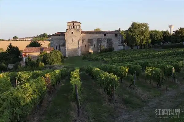 干邑产区葡萄园