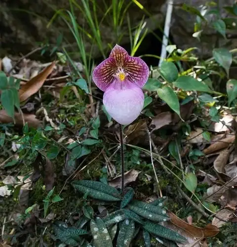 白花兜兰的鉴赏与保护现状